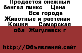 Продается снежный бенгал(линкс) › Цена ­ 25 000 - Все города Животные и растения » Кошки   . Самарская обл.,Жигулевск г.